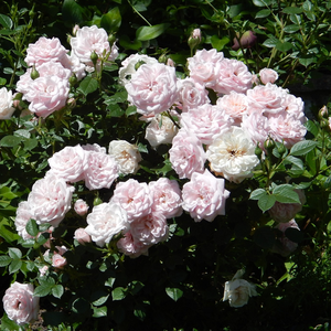 Светло розово - мини родословни рози